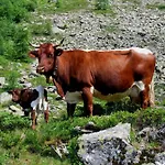 Hinkerhof * Schladming