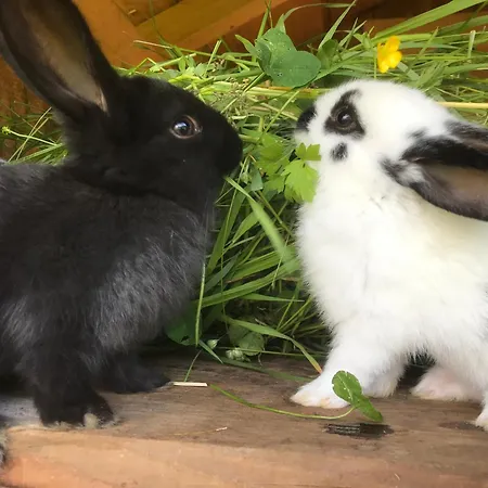 Gospodarstwo wiejskie Hinkerhof Schladming