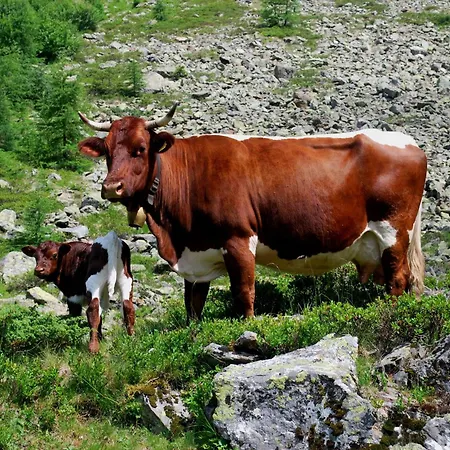 Hinkerhof * Шладминг