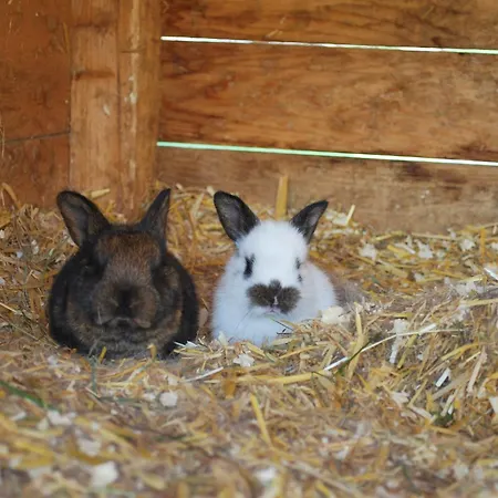 Hinkerhof Gospodarstwo wiejskie Schladming