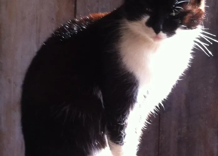 Hinkerhof Літній будинок *