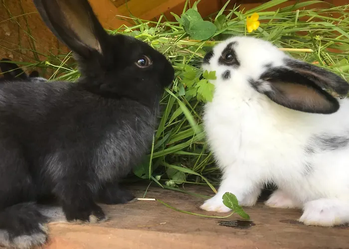 Літній будинок Hinkerhof Шладмінг