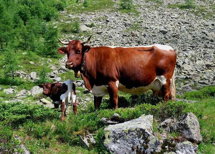 Hinkerhof * Шладмінг